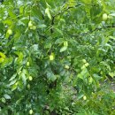 성장농원 이미지