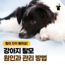 영주동물병원 - 광주시 파발로151번길 4-2 | 영주동물병원