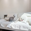 올웨이즈 반려견 미용실 이미지