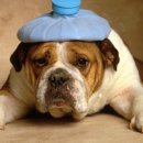 송파바로동물병원 이미지