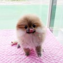 내품안의 반려견 김포점 이미지