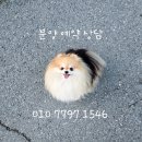개츠비 켄넬 이미지