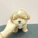 부산강아지분양 퍼피몰리 이미지