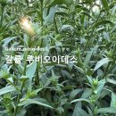 갈륨 루비오이데스 European bedstraw 야생화를 찾아서(530) 이미지