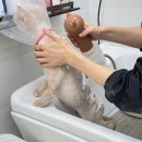 뽀송캣 | [안동] 안동 고양이 미용 캣블링, 스트레스 없는 무마취 미용 후기!