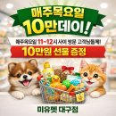 거창축산업협동조합동물병원 | 고령강아지분양 고민 중이라면? 포메·비숑·말티즈·말티푸까지 한 번에 비교하는 애견샵 추천