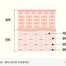 엘라스틴 콜라겐 효과 및 음식, 제품 이미지