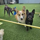 대구애견 이미지