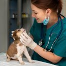 J&L 희귀모색 프렌치불독 이미지