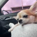 단지골 몽상가 이미지