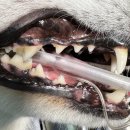 음성동물병원 이미지