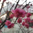 보물섬황칠