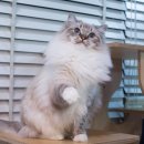 그루밍캐터리 이미지