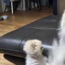 VIP동물의료센터 청담점 이미지