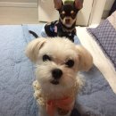 양양 아담하우스 이미지