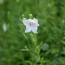 즘골마을 이미지