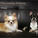 윈터펠 치와와 이미지