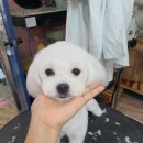 더도그맘
