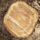 리기다소나무(44살)-099-은평구 봉산 편백나무 숲 확장공사로 벌목된 나무 기록 이미지