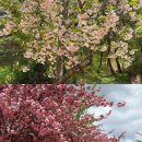 숲머리 | 경주 숲머리길 겹벚꽃 최신 근황🌸 센트레 카페 후기🍦(26.4.19. 일)