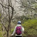 자은초등학교 | 벚꽃시즌 4월 등산 트레킹 추천 | 경남 진해 드림로드 시루봉🌸 소요시간, 주차장, 쉼터, 약수터, 갈림길...