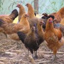우리집토종닭 이미지