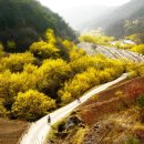 산수유꽃길로 이미지