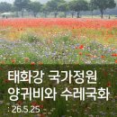 국화정원 | 5월, 태화강국가정원 양귀비와 수레국화 후기