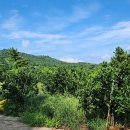 중문관광단지 이미지