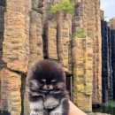 디디에퍼피 이미지