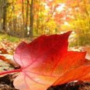 사랑비디오 이미지