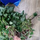 한일종묘농약사 이미지