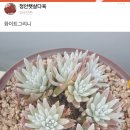 정안햇살다육 이미지