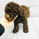 도그웨이 청주점 이미지