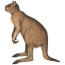 Kangaroos & Wallabies 이미지