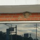 새둥지식당 이미지