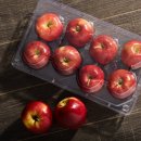 농업회사법인 주식회사 루비에스영천유통 | 8월 중순부터 판매하는 미니사과 루비에스사과 알프스농원에서 만나보세요.