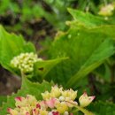 낭도 꿈뜰펜션 이미지