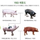 금돼지 - 북구 밤실로 212-1 | 금돼지