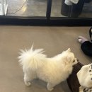 미어캣인더시티 이미지