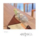 앵무새 | 패럿플레이스, 앵무새 체험 카페 후기