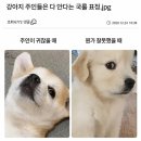 강아지 주인들은 다 안다는 국룰 표정ㅋㅋㅋㅋㅋ 이미지
