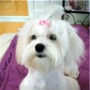 개털깎는남자 이미지