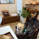 소피아의 디저트 | 신중동역 혼자 작업하기 좋은 카페 소피아작업실 애견동반 가능