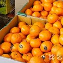 만다린 농민신문