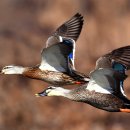 오리 날다 이미지