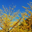 허브향기 이미지