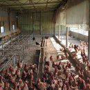 이레 양계장 이미지