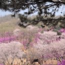 화랑유원지(제1주차장) 이미지