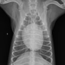 워너비 동물병원 이미지